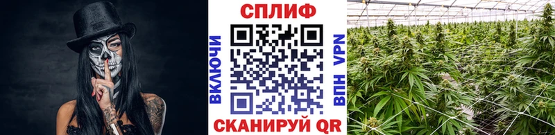 Каннабис Amnesia Донской